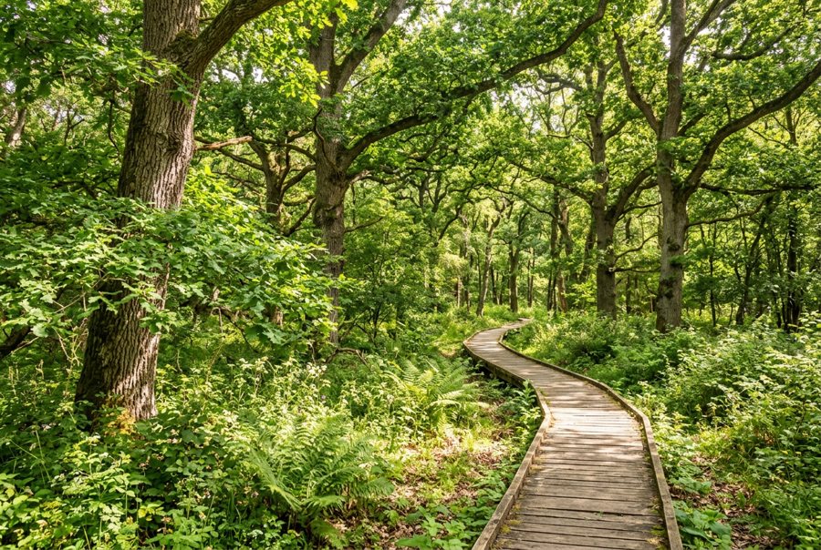 Seriöse Umweltinitiativen erkennen: Qualität und Transparenz im Naturschutz